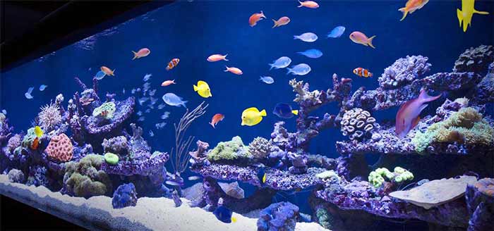 تفریحی سرپوشیده آکواریوم مشهد