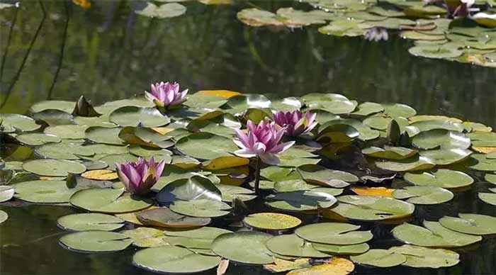 سراب نیلوفر